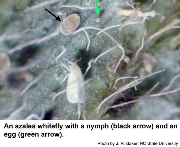 azalea whiteflies